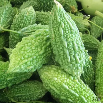 Bitter gourd (22)-1626361-64378.webp